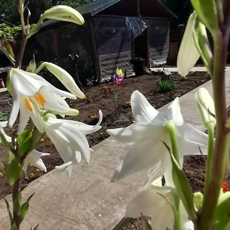 Casa Calin Homestay